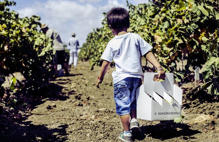 Vineyard Tour 2017 Mandrarossa. A Menfi tra mare e vigne