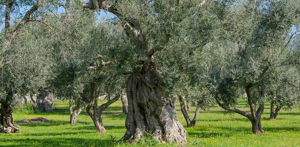 olio e corso potatura olivo