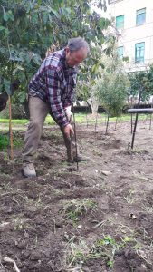 Orto botanico Vigna del Gallo. La preparazione del vigneto 2