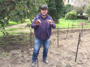 Orto botanico Vigna del Gallo. Tecnico con una barbatella in mano
