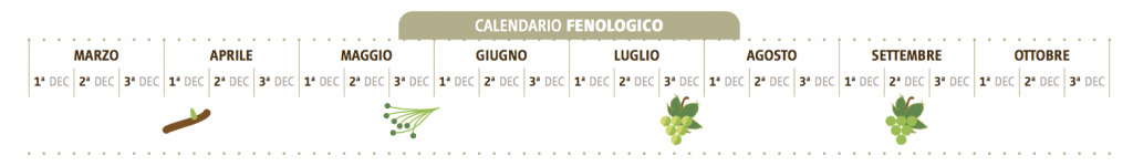 calendario enologico carricante