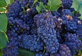 vendemmia 2019 in Sicilia, si inizia a Menfi dal Pinot Grigio