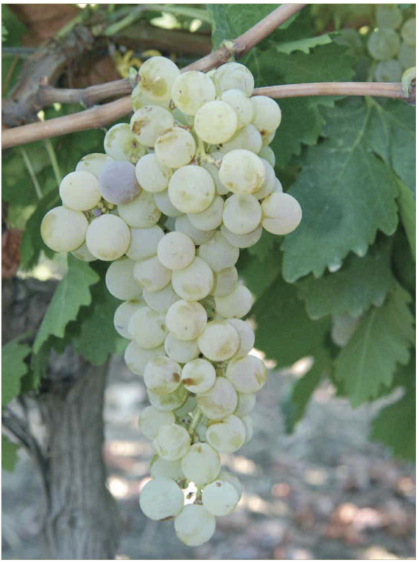 Grillo, origins of a Sicilian wine grape variety Wine in Sicily