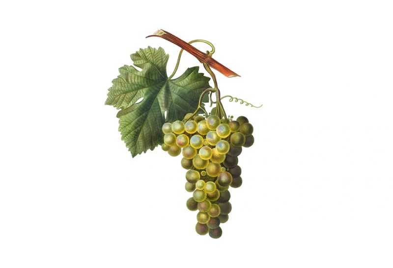 vitigni di Sicilia, grappolo bianco
