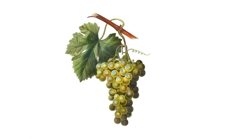 vitigni di Sicilia, grappolo bianco
