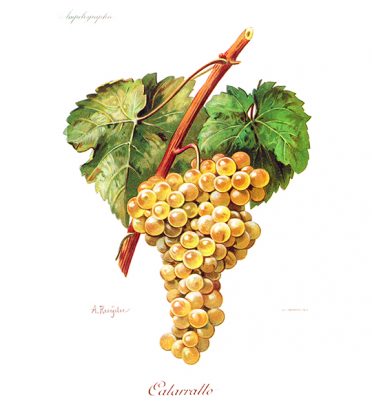 Catarratto bianco vitigno Sicilia