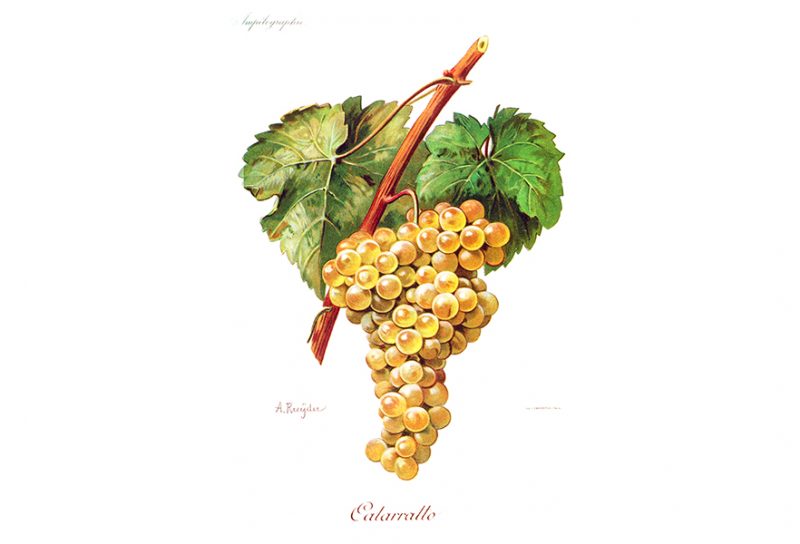 Catarratto bianco vitigno Sicilia