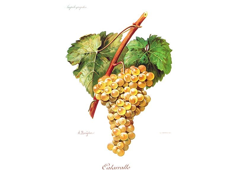 Catarratto bianco vitigno Sicilia