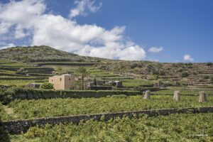 Khamma Cammino Pantelleria Donnafugata