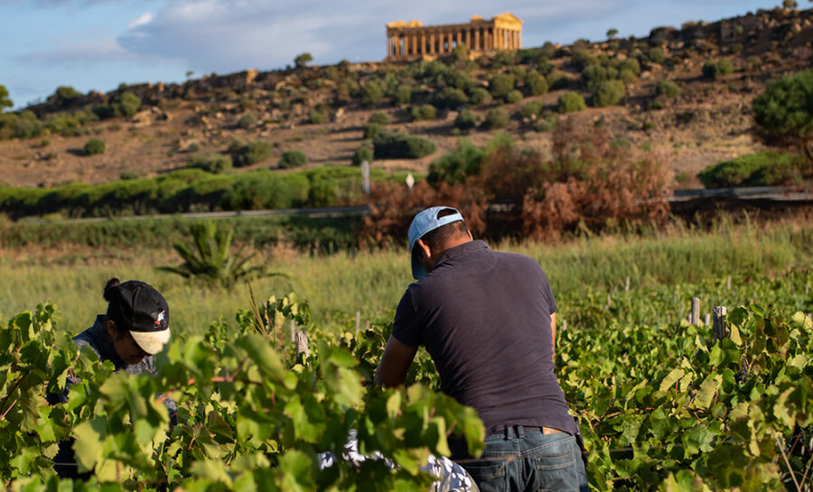 vendemmia 2022 agosto