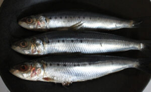 pesce povero