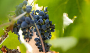 Nero d'Avola vitigno