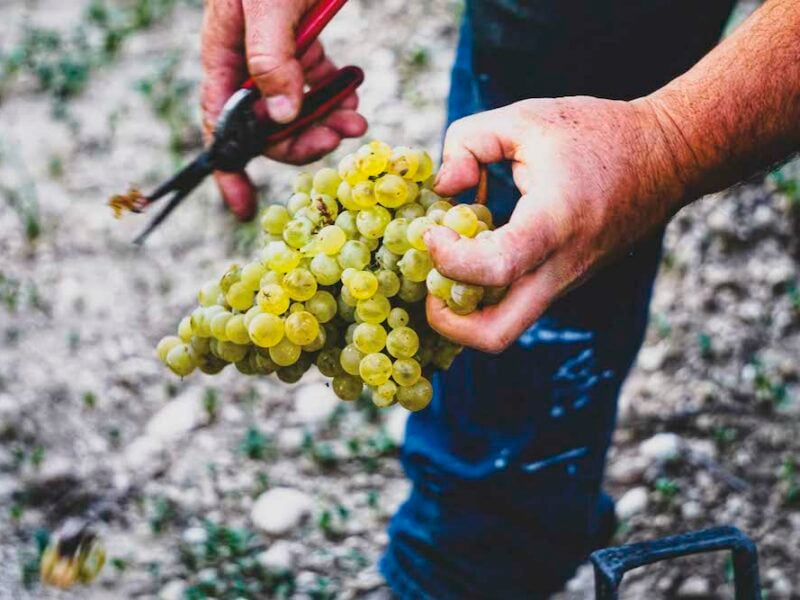 Vendemmia ©DOC Sicilia