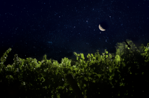 Calici di Stelle Donnafugata