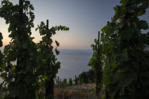 Tenuta di Castellaro